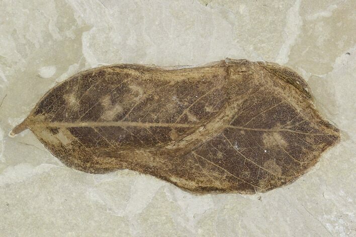 Fossil Leaf (Persea)- Green River Formation, Utah #110390